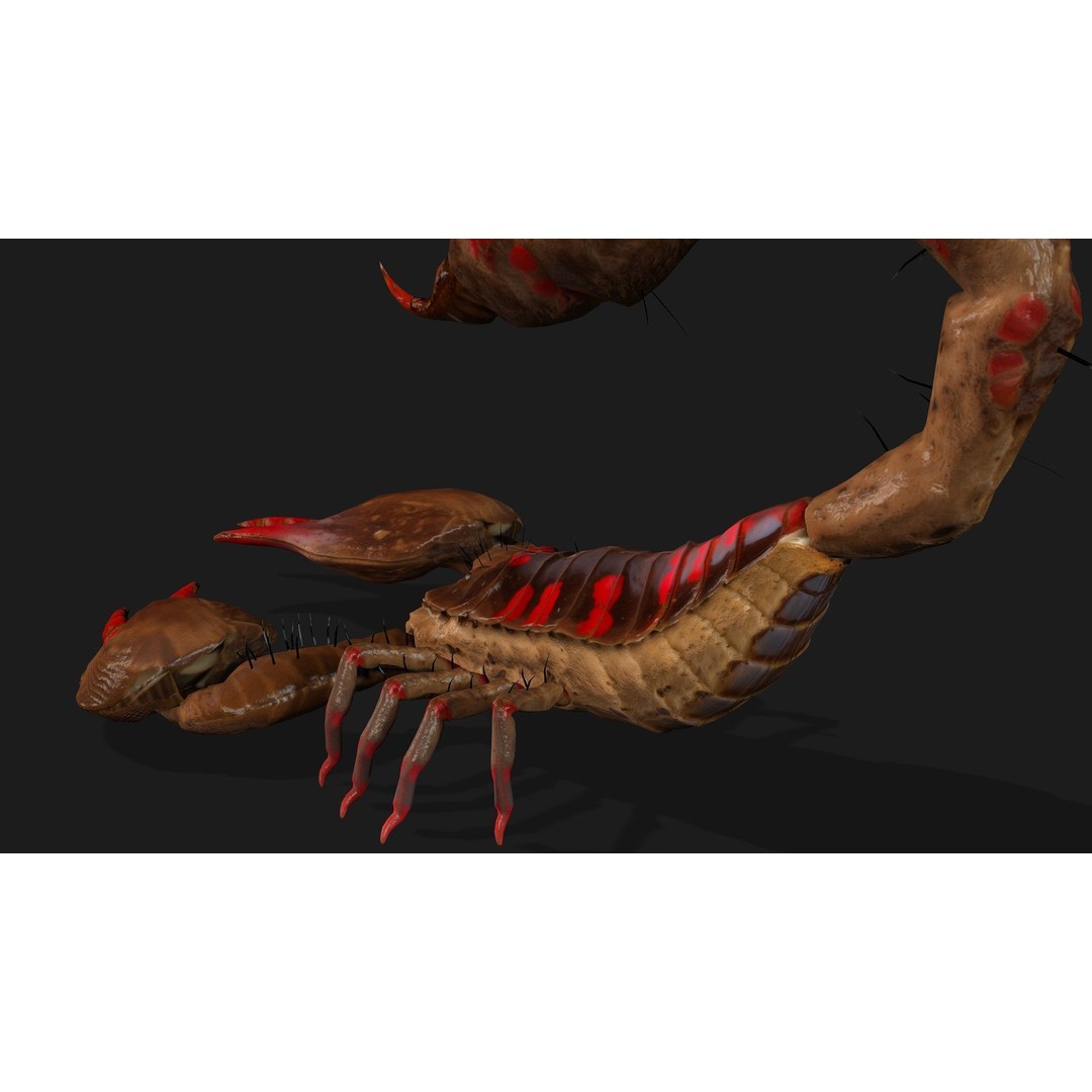 Scorpion 3D Model – Rigged Creature with PBR Textures, FBX - View 7