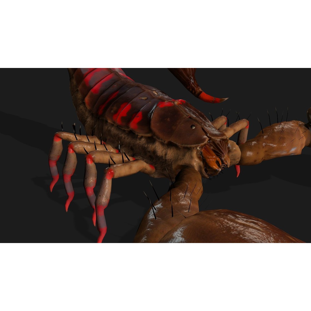 Scorpion 3D Model – Rigged Creature with PBR Textures, FBX - View 9