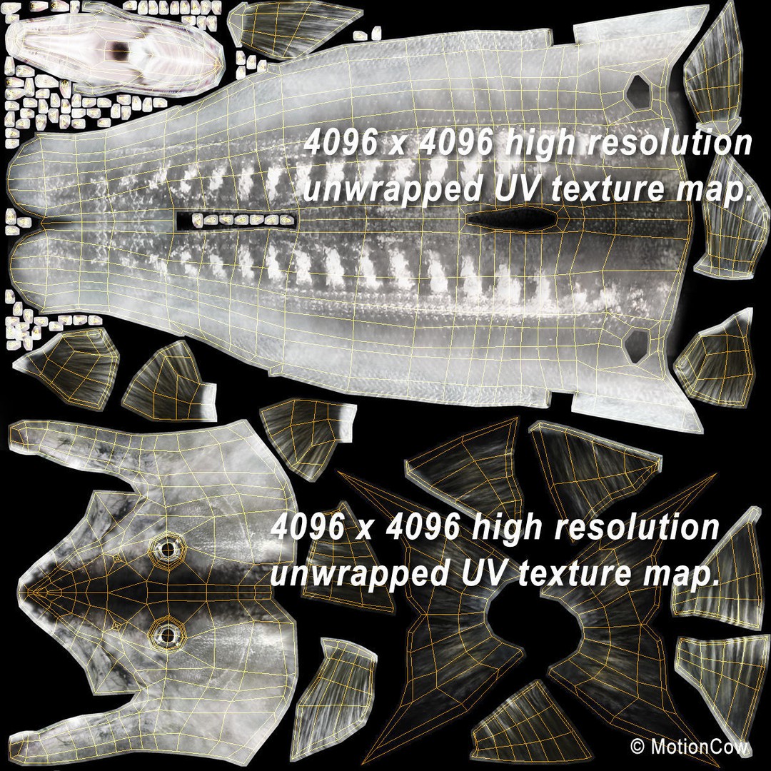 Barracuda 3D Model – Realistic Rigged Fish with Animation, FBX