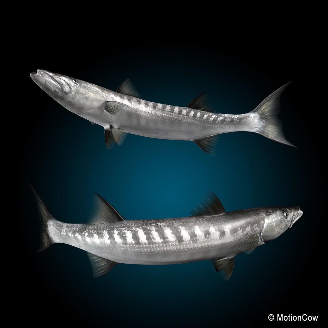 Barracuda 3D Model – Realistic Rigged Fish with Animation, FBX - View 10