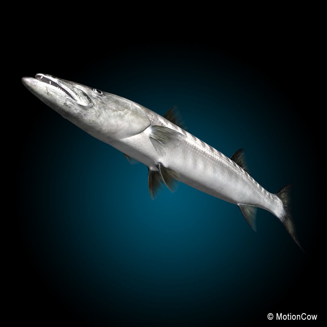Barracuda 3D Model – Realistic Rigged Fish with Animation, FBX - View 11