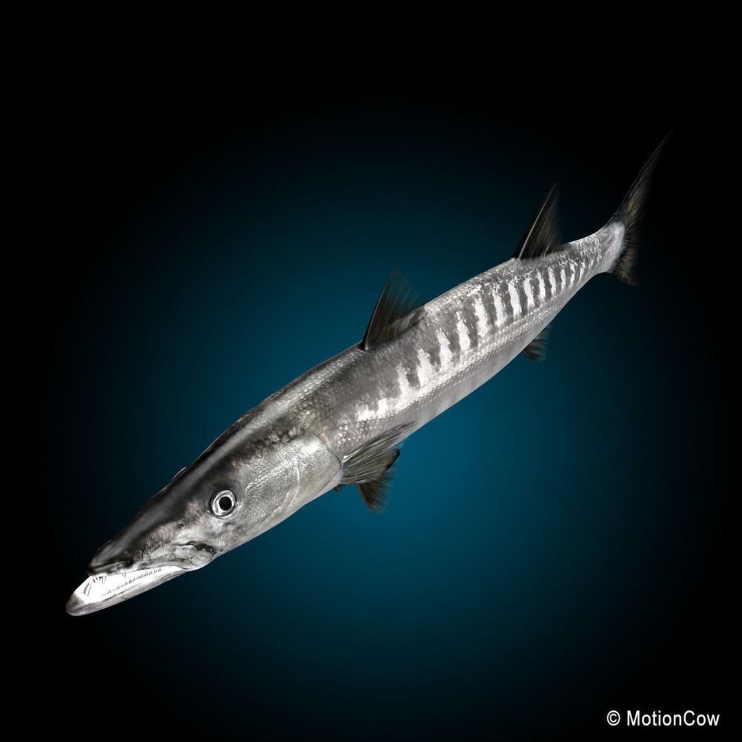 Barracuda 3D Model – Realistic Rigged Fish with Animation, FBX - View 12