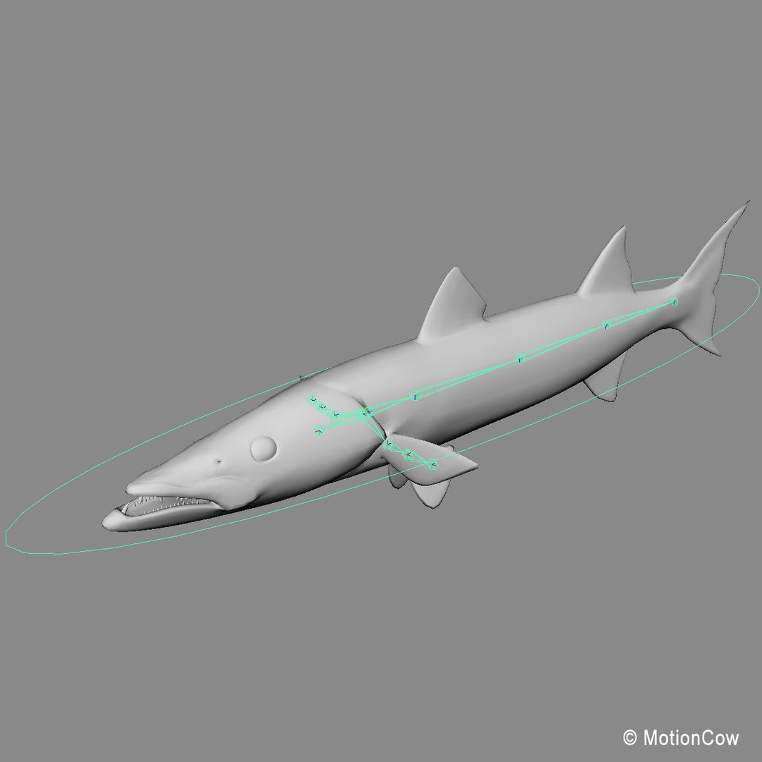 Barracuda 3D Model – Realistic Rigged Fish with Animation, FBX - View 13