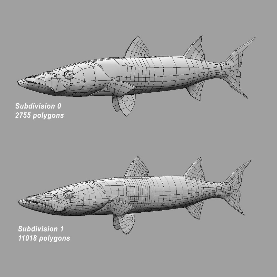 Barracuda 3D Model – Realistic Rigged Fish with Animation, FBX - View 14