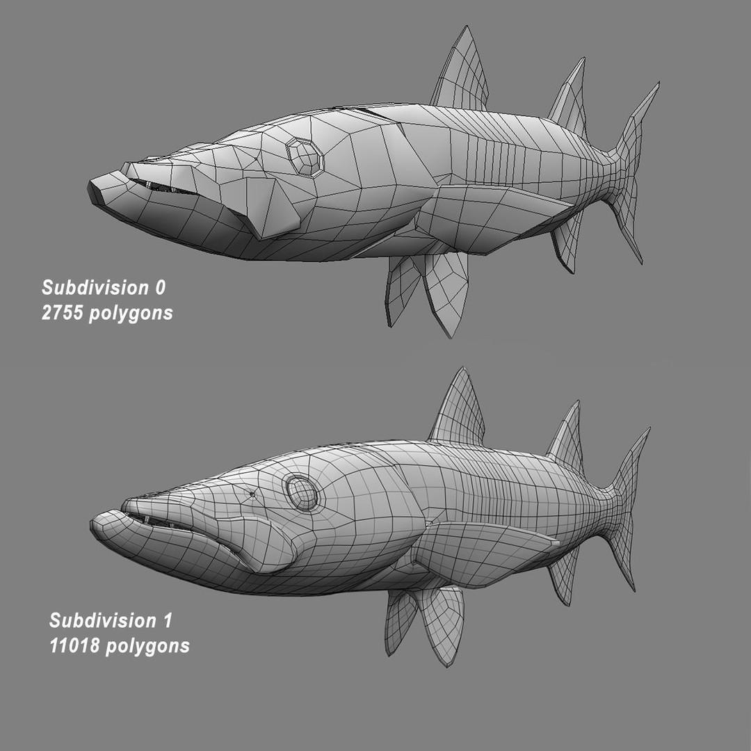 Barracuda 3D Model – Realistic Rigged Fish with Animation, FBX - View 15
