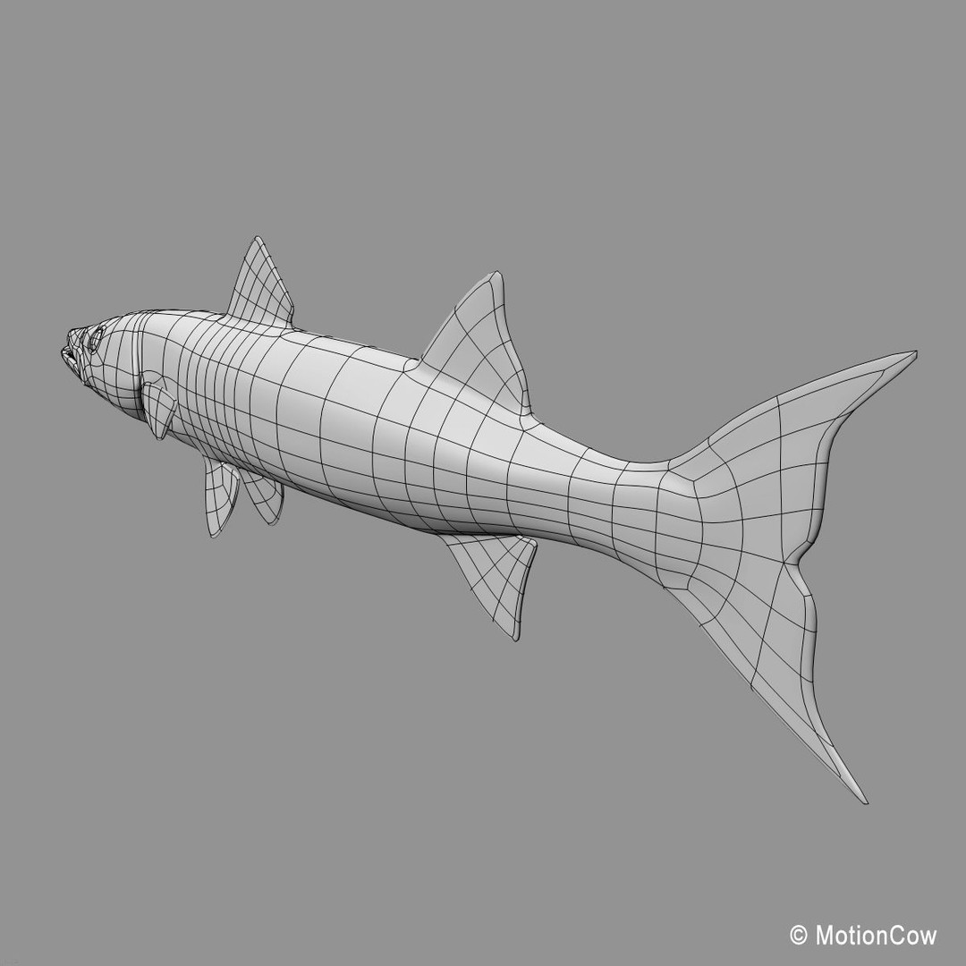 Barracuda 3D Model – Realistic Rigged Fish with Animation, FBX - View 16