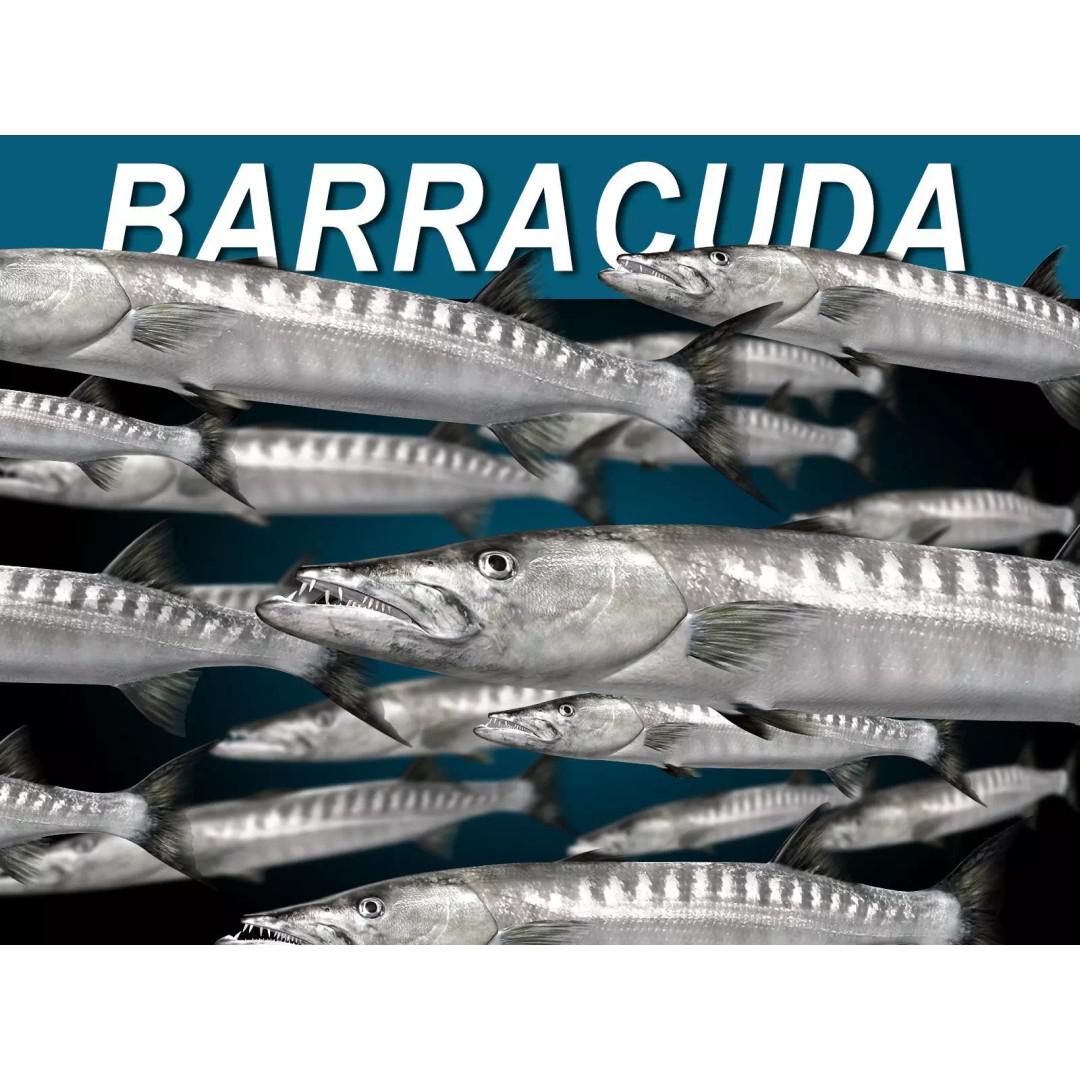Barracuda 3D Model – Realistic Rigged Fish with Animation, FBX - View 2