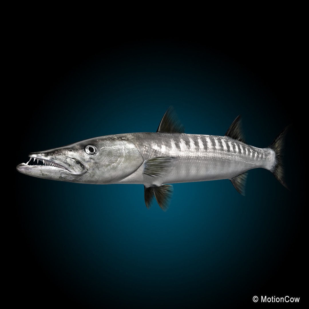 Barracuda 3D Model – Realistic Rigged Fish with Animation, FBX - View 3