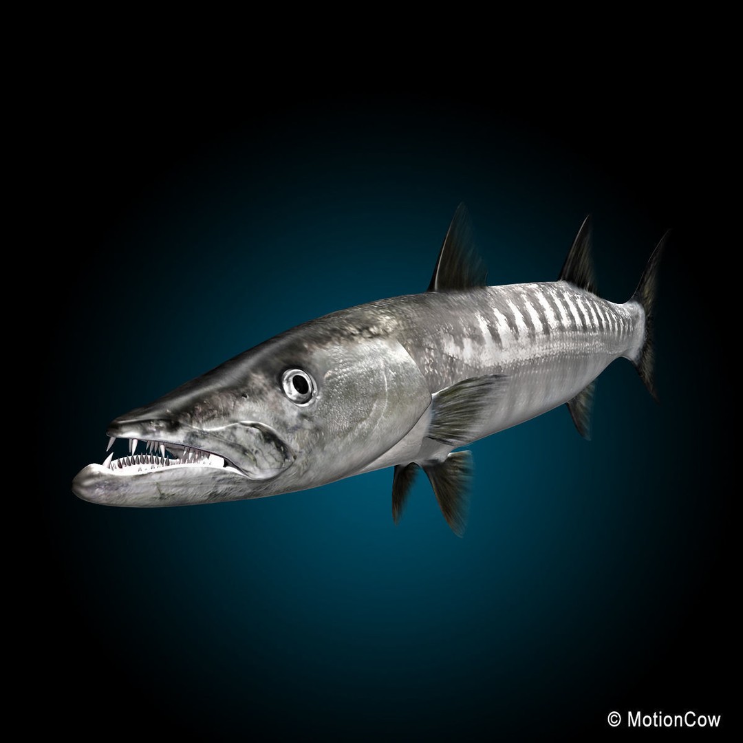 Barracuda 3D Model – Realistic Rigged Fish with Animation, FBX - View 4