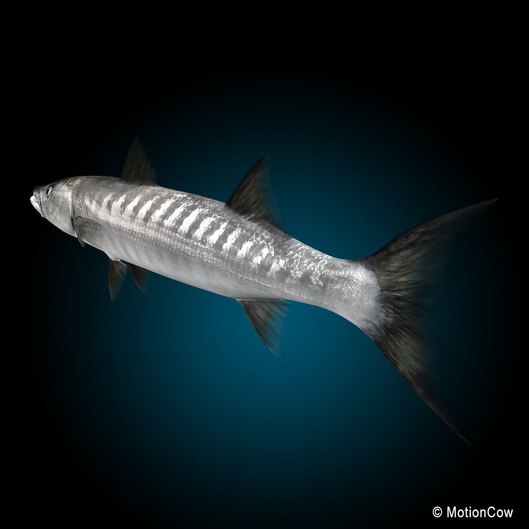 Barracuda 3D Model – Realistic Rigged Fish with Animation, FBX - View 5