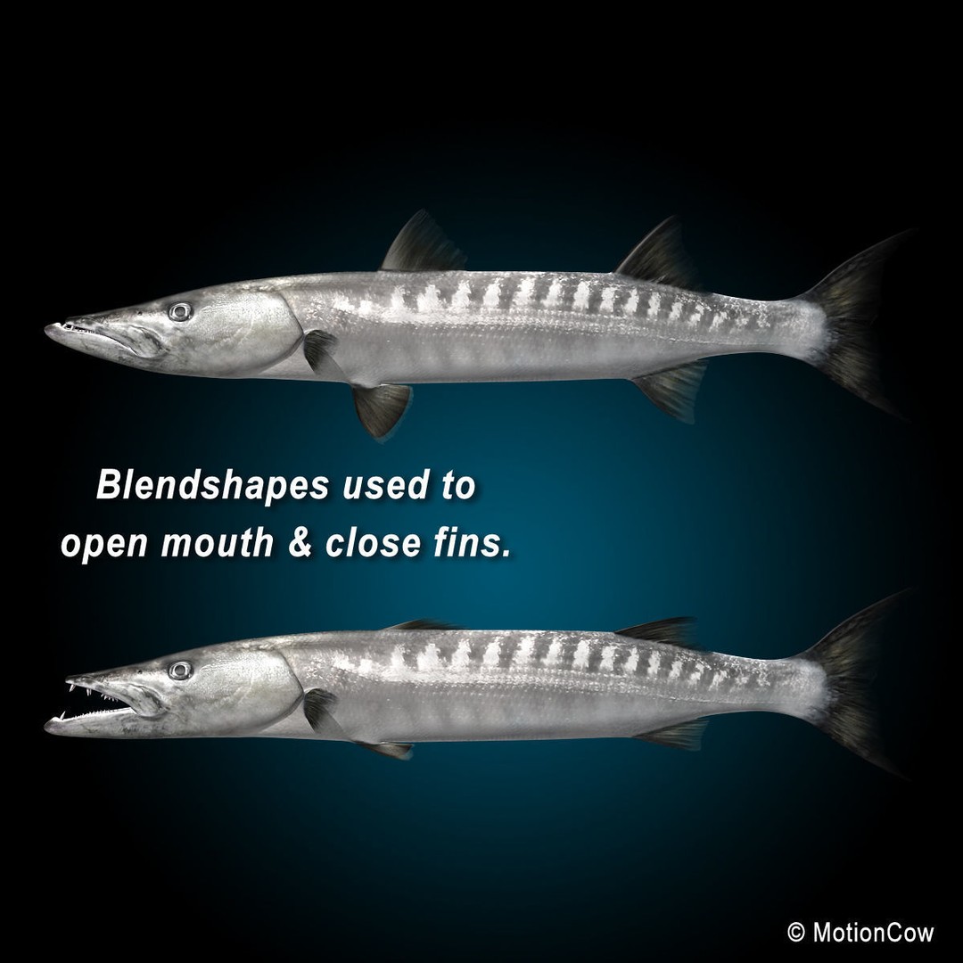 Barracuda 3D Model – Realistic Rigged Fish with Animation, FBX - View 6