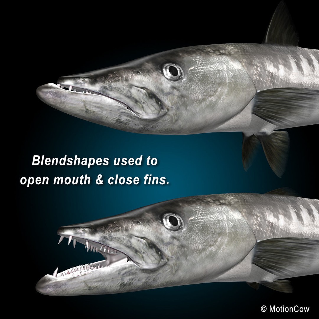 Barracuda 3D Model – Realistic Rigged Fish with Animation, FBX - View 7