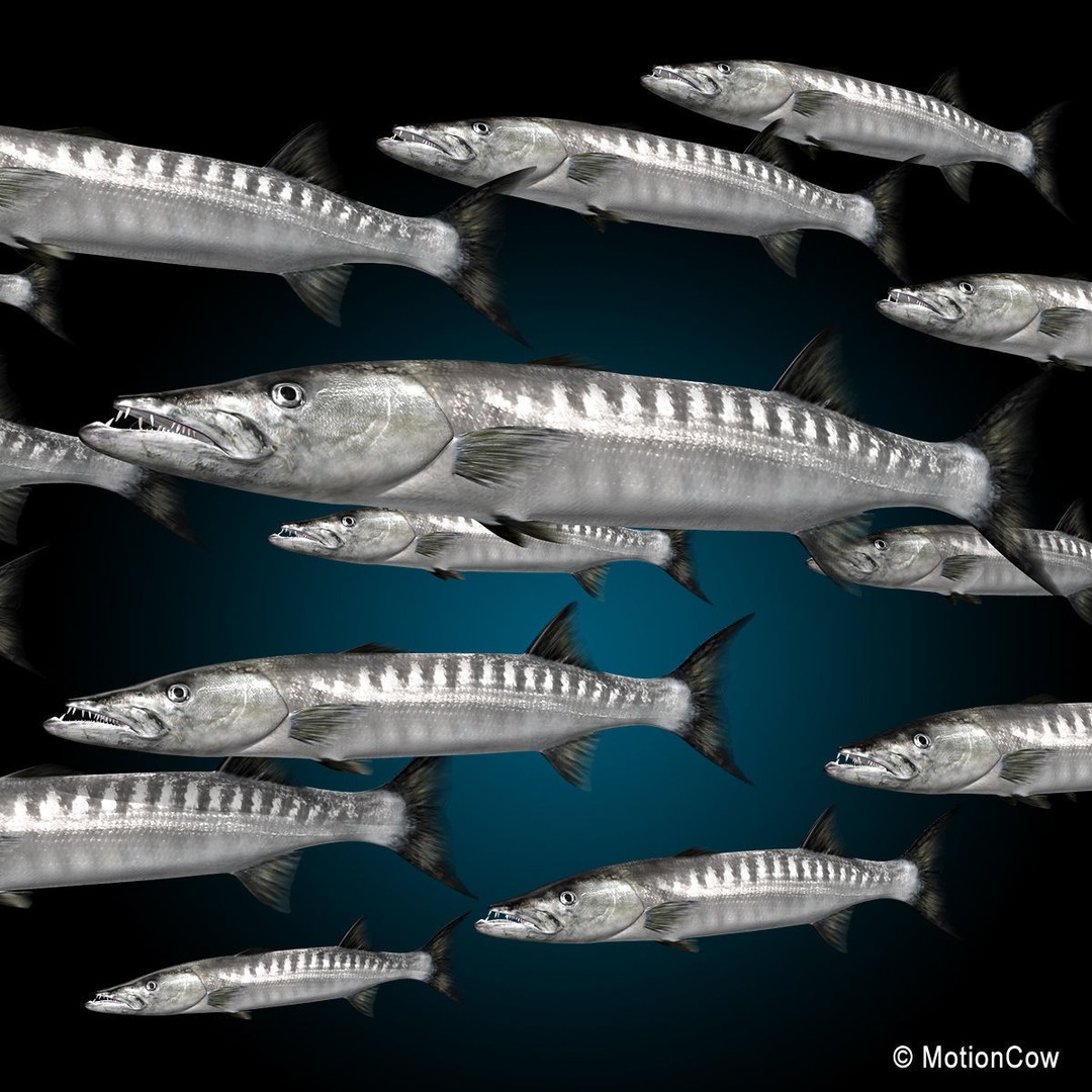 Barracuda 3D Model – Realistic Rigged Fish with Animation, FBX - View 8