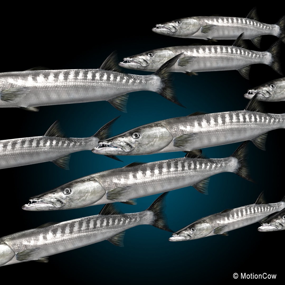 Barracuda 3D Model – Realistic Rigged Fish with Animation, FBX - View 9