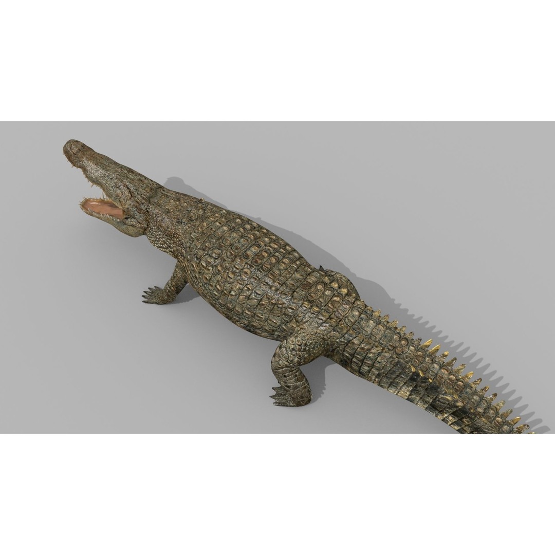 Crocodile 3D Model – 8K Animated Rigged Asset for Animation - View 10
