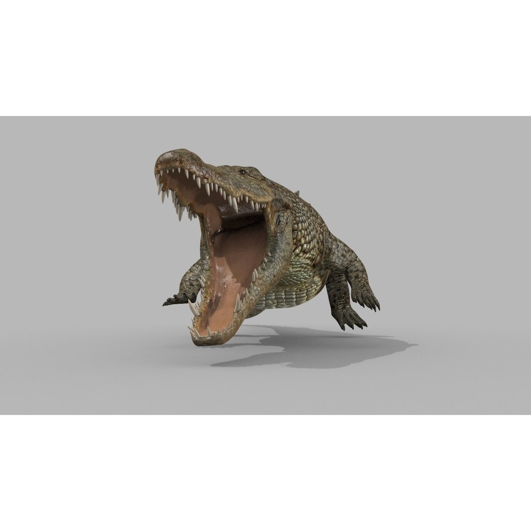Crocodile 3D Model – 8K Animated Rigged Asset for Animation - View 11