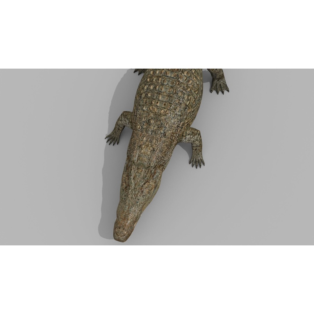 Crocodile 3D Model – 8K Animated Rigged Asset for Animation - View 12