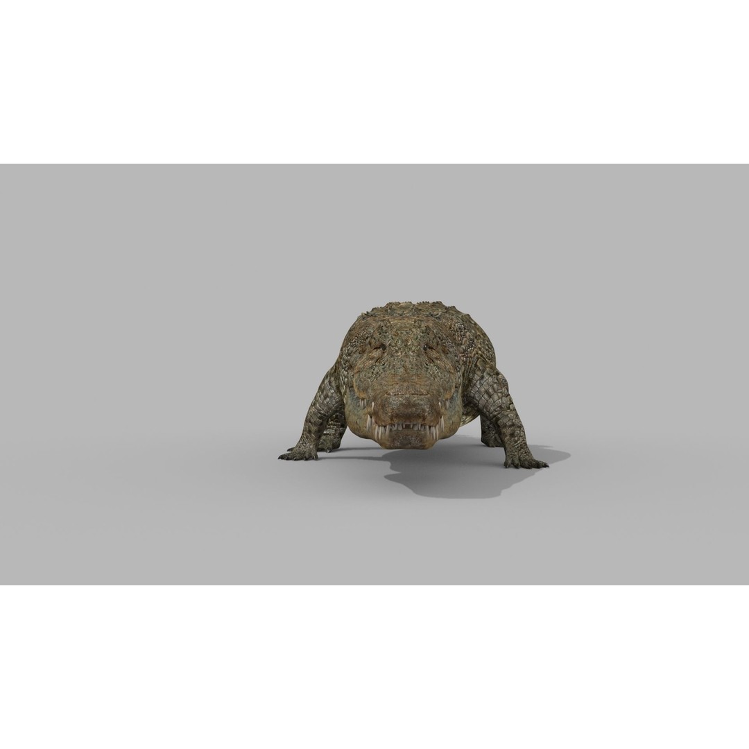 Crocodile 3D Model – 8K Animated Rigged Asset for Animation - View 13