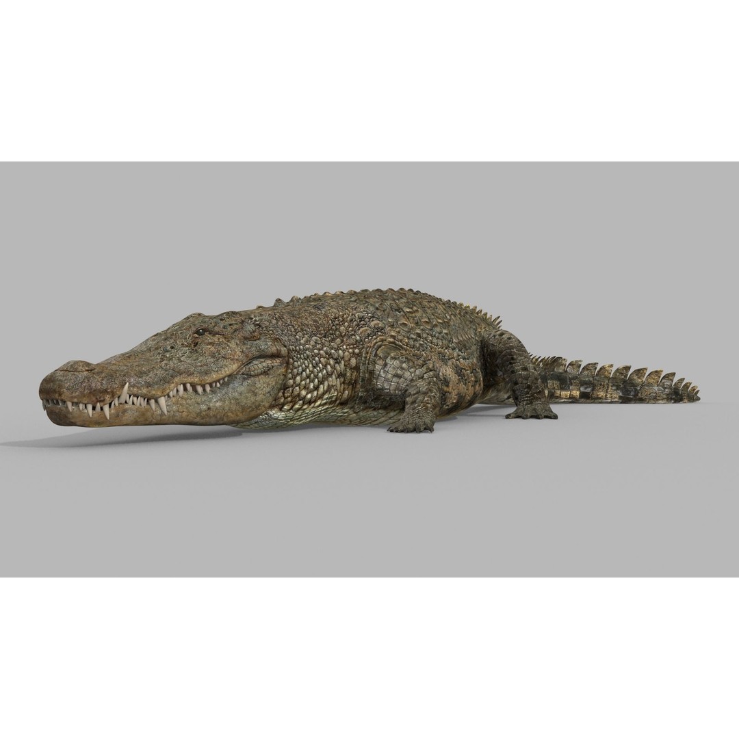 Crocodile 3D Model – 8K Animated Rigged Asset for Animation - View 14