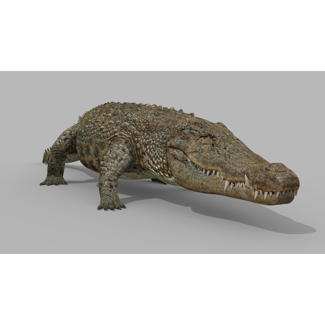 Crocodile 3D Model – 8K Animated Rigged Asset for Animation - View 15