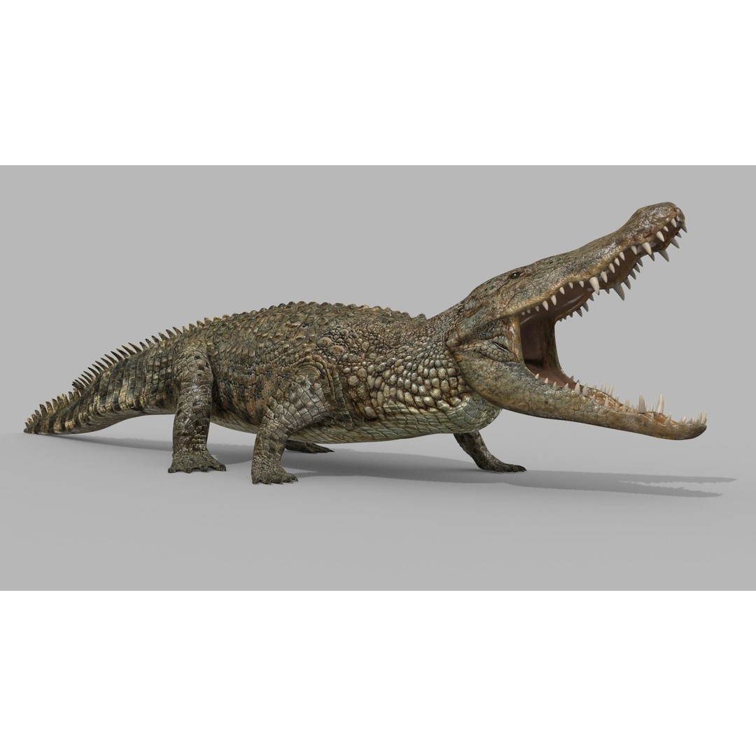 Crocodile 3D Model – 8K Animated Rigged Asset for Animation - View 16