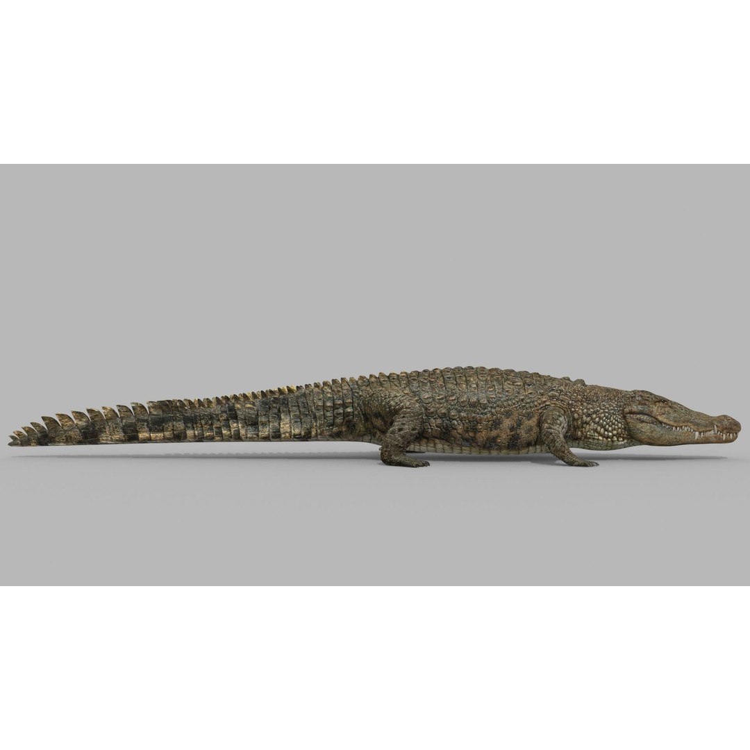 Crocodile 3D Model – 8K Animated Rigged Asset for Animation - View 17