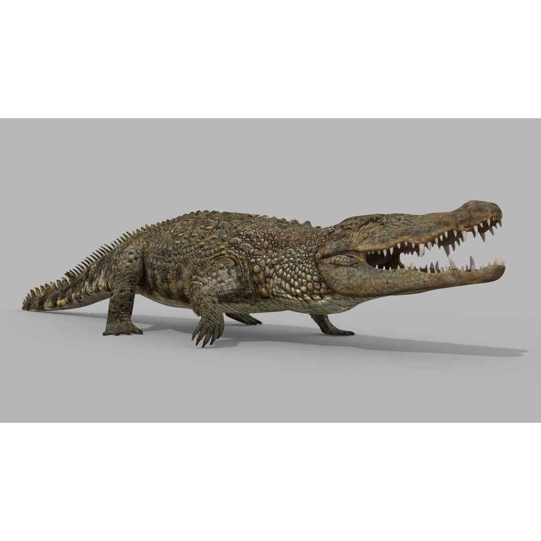 Crocodile 3D Model – 8K Animated Rigged Asset for Animation - View 18