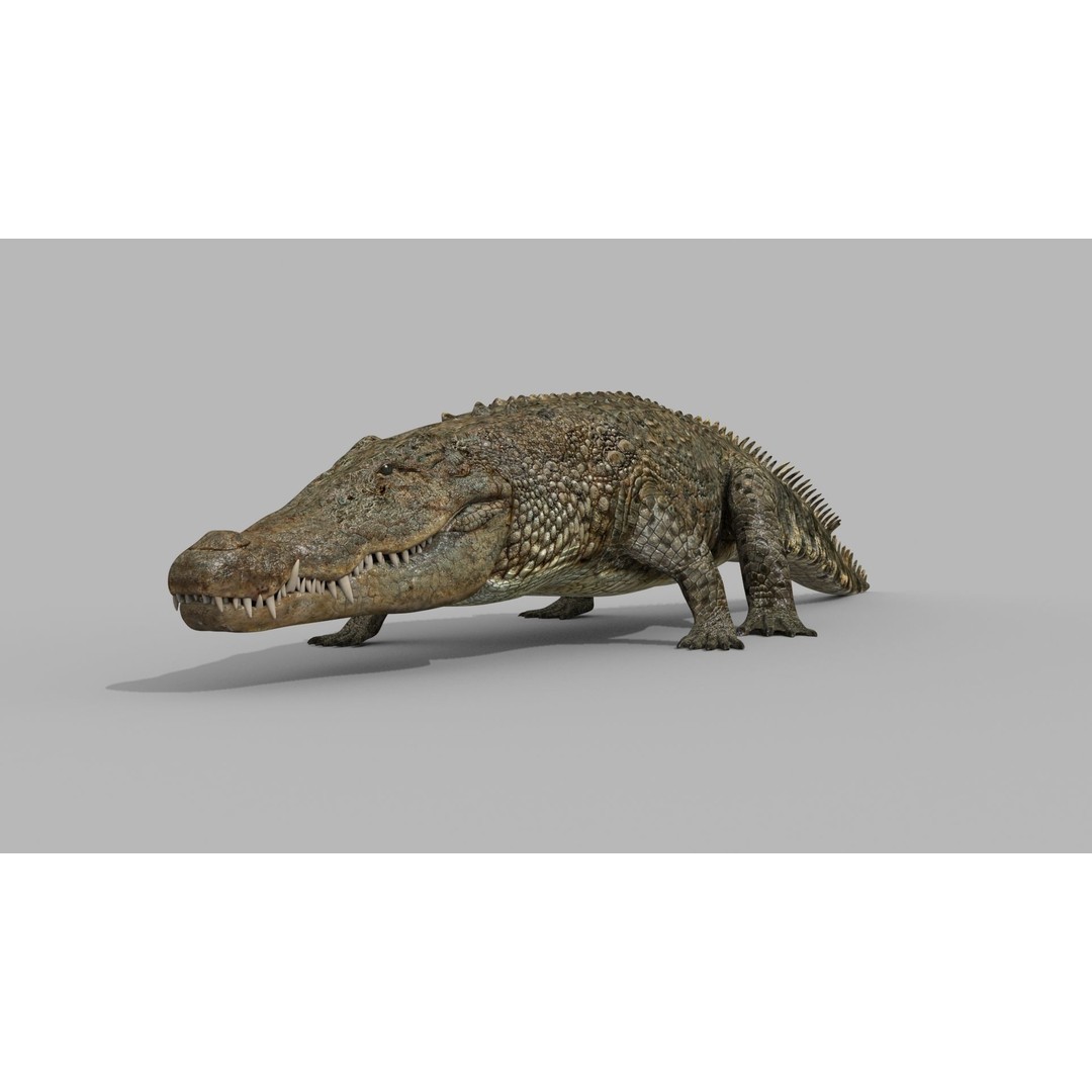 Crocodile 3D Model – 8K Animated Rigged Asset for Animation - View 19