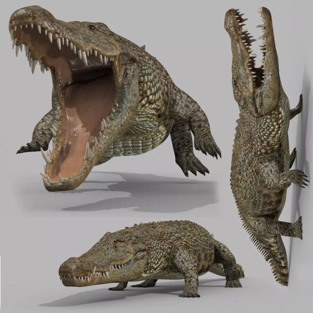 Crocodile 3D Model – 8K Animated Rigged Asset for Animation - View 2