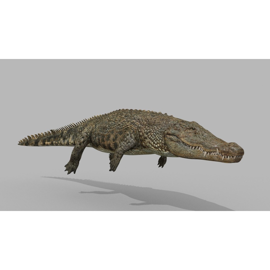 Crocodile 3D Model – 8K Animated Rigged Asset for Animation - View 20