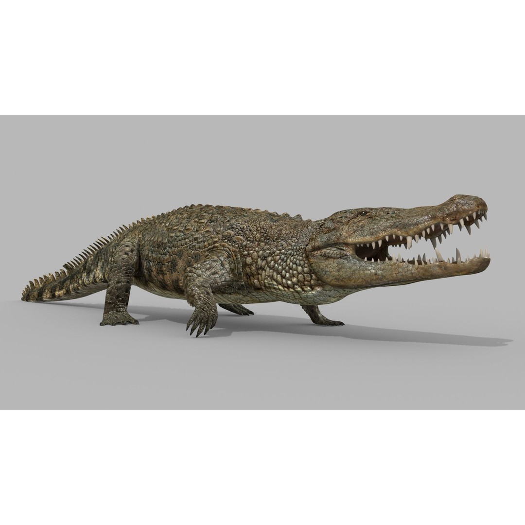 Crocodile 3D Model – 8K Animated Rigged Asset for Animation - View 3