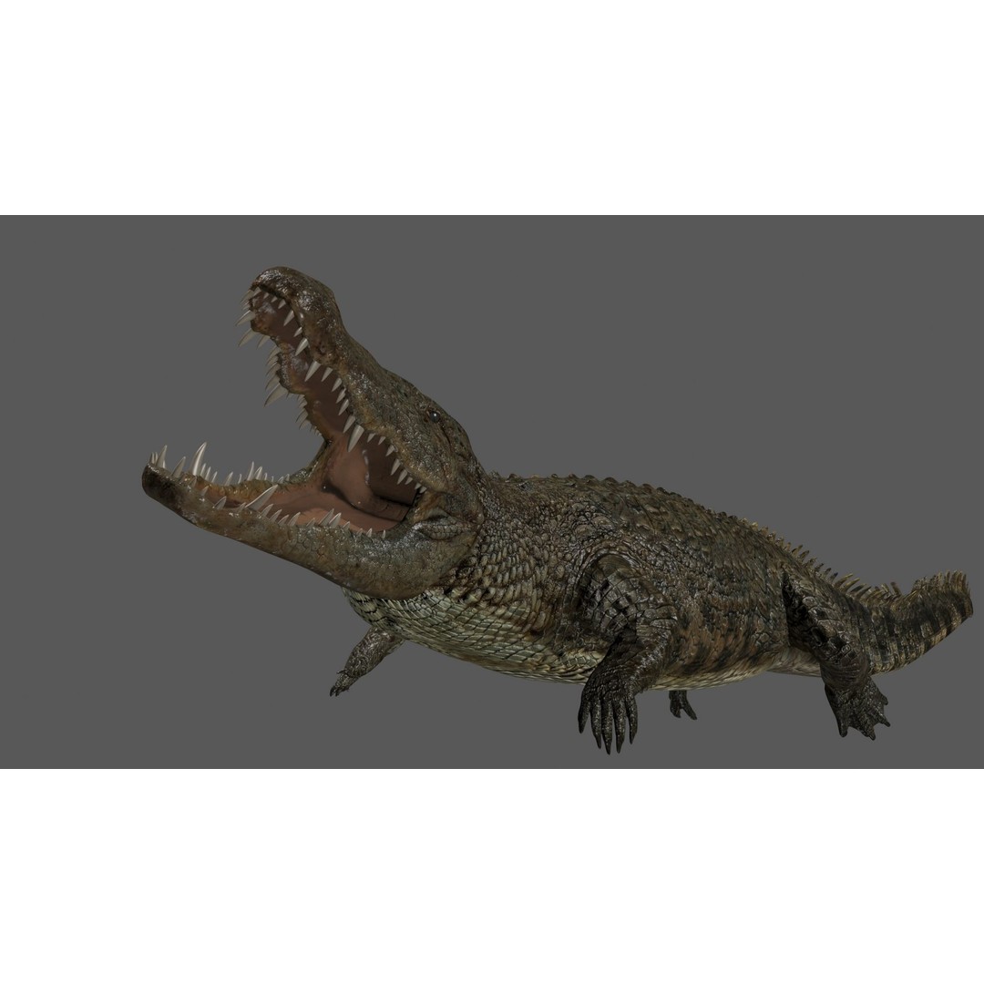 Crocodile 3D Model – 8K Animated Rigged Asset for Animation - View 4