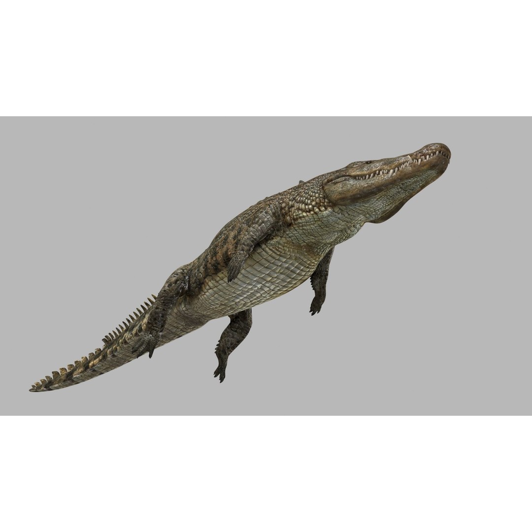 Crocodile 3D Model – 8K Animated Rigged Asset for Animation - View 5