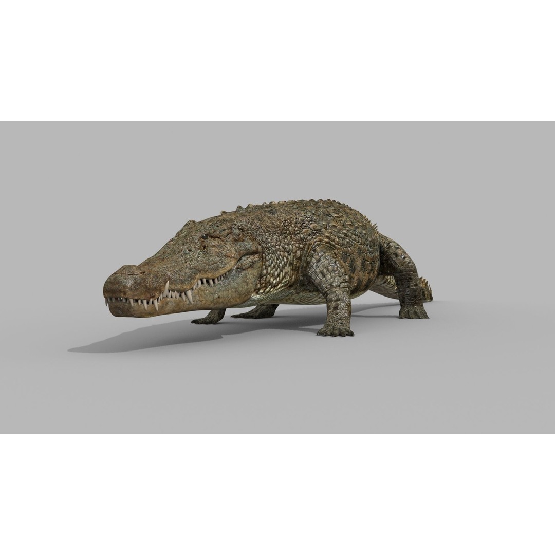 Crocodile 3D Model – 8K Animated Rigged Asset for Animation - View 6