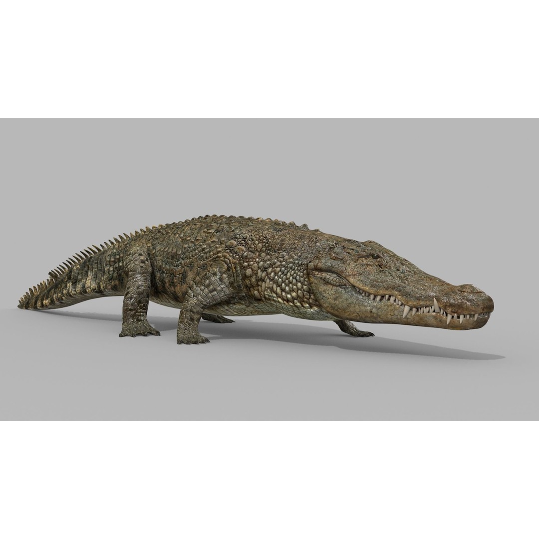 Crocodile 3D Model – 8K Animated Rigged Asset for Animation - View 7