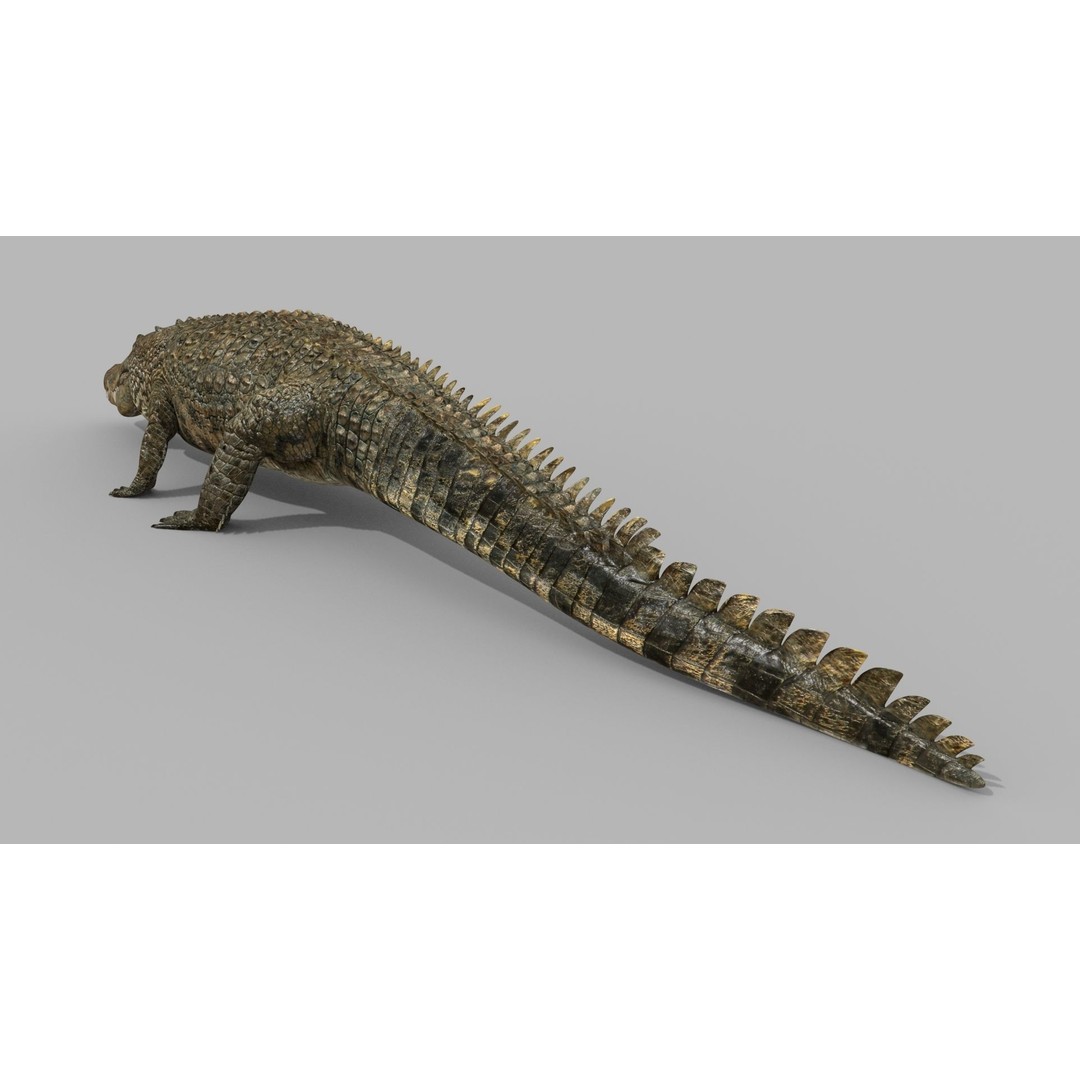 Crocodile 3D Model – 8K Animated Rigged Asset for Animation - View 8
