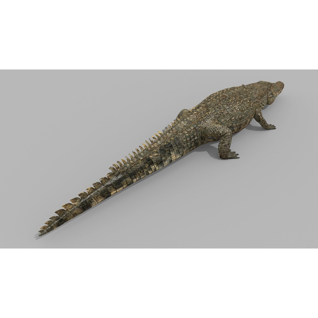 Crocodile 3D Model – 8K Animated Rigged Asset for Animation - View 9