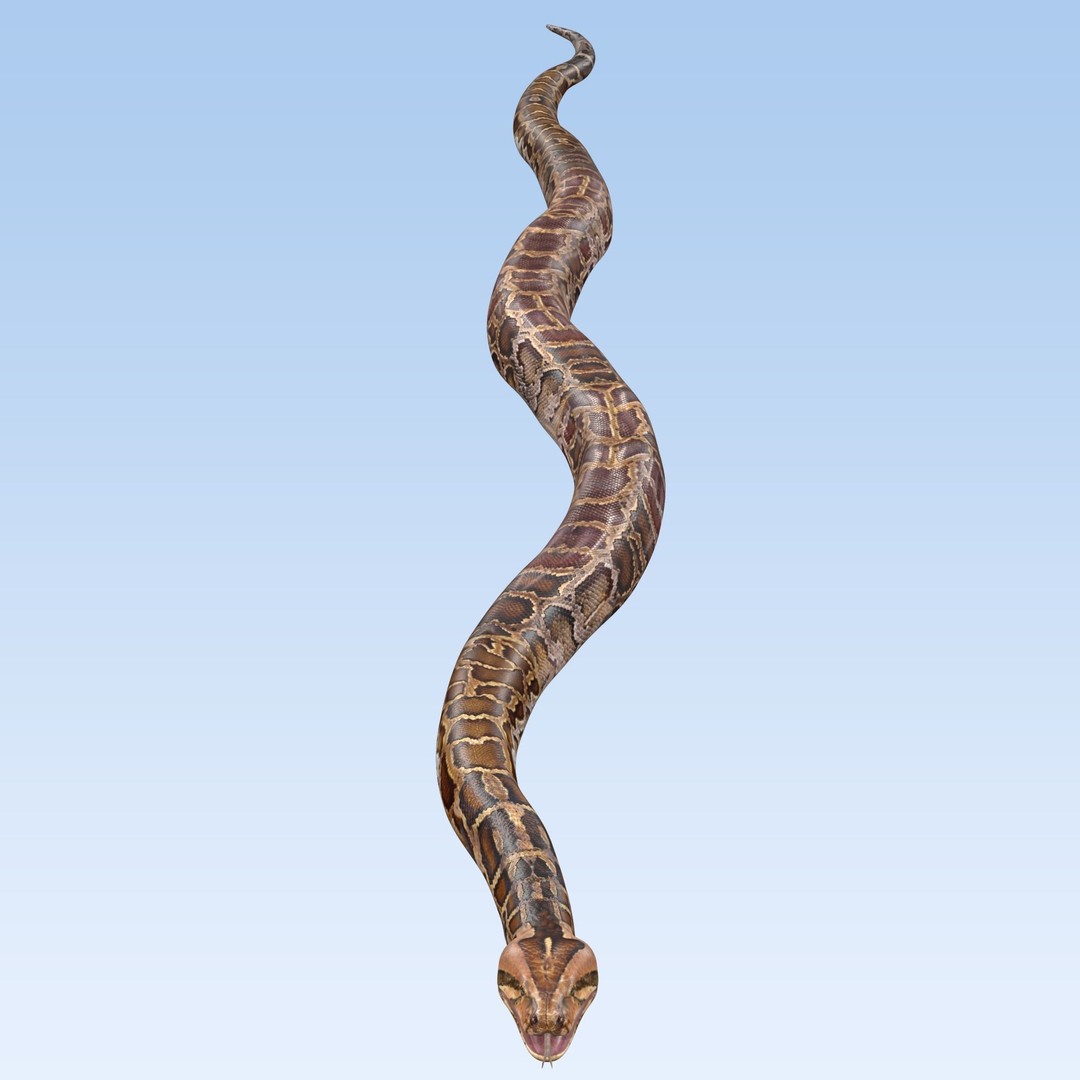 Burmese Python 3D Model – Rigged PBR Asset, Blender, FBX, OBJ - View 10