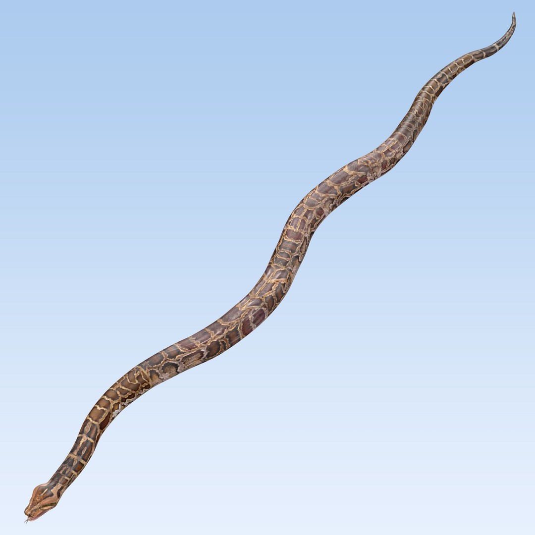Burmese Python 3D Model – Rigged PBR Asset, Blender, FBX, OBJ - View 11