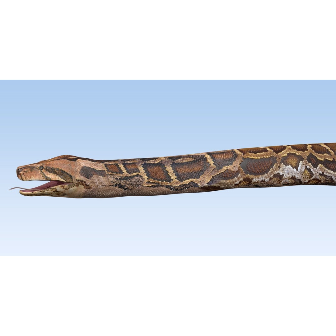 Burmese Python 3D Model – Rigged PBR Asset, Blender, FBX, OBJ - View 12