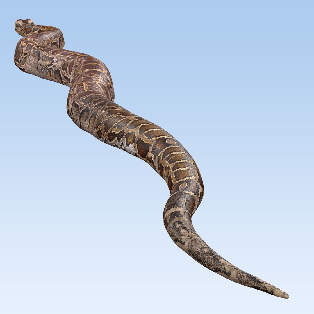 Burmese Python 3D Model – Rigged PBR Asset, Blender, FBX, OBJ - View 13