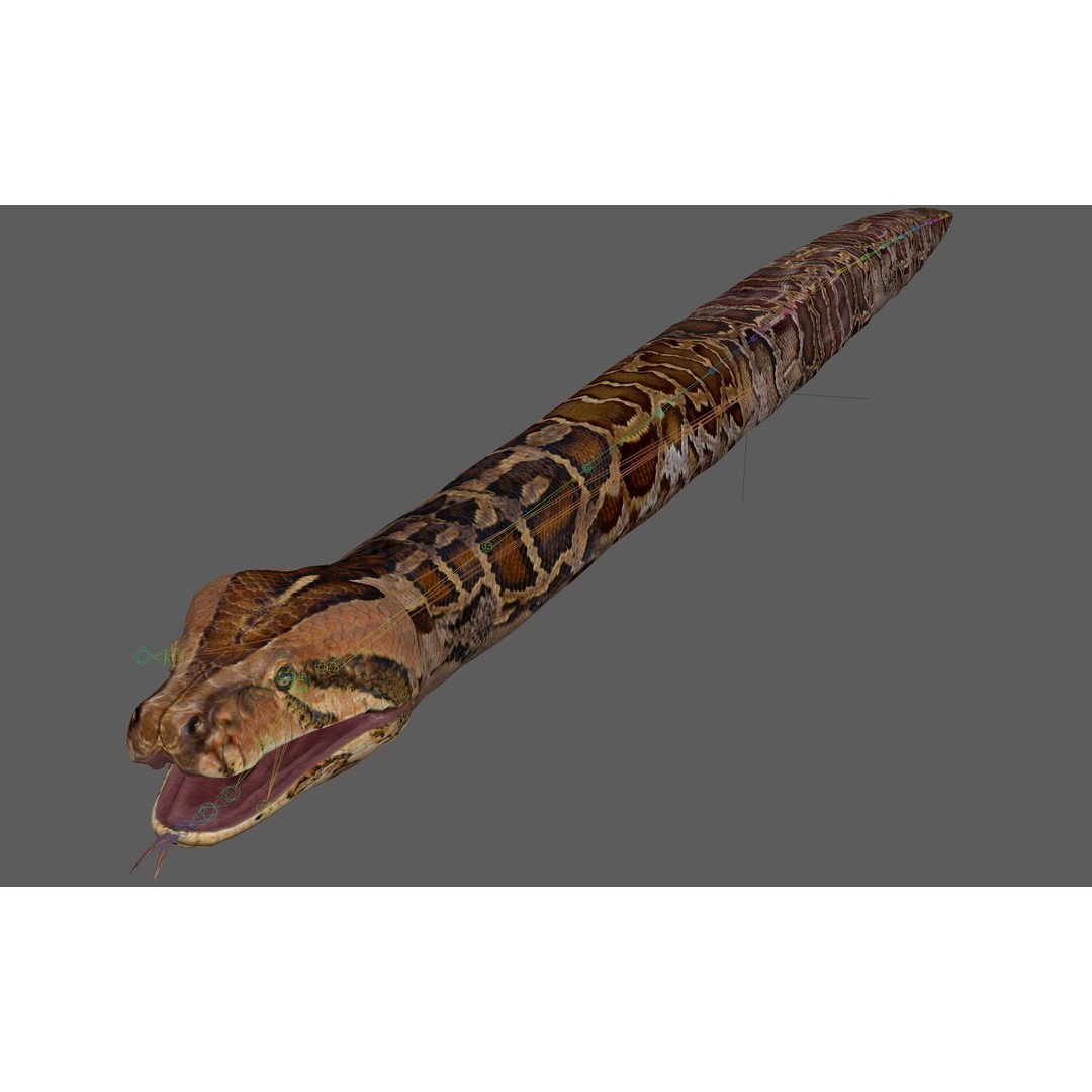 Burmese Python 3D Model – Rigged PBR Asset, Blender, FBX, OBJ - View 16