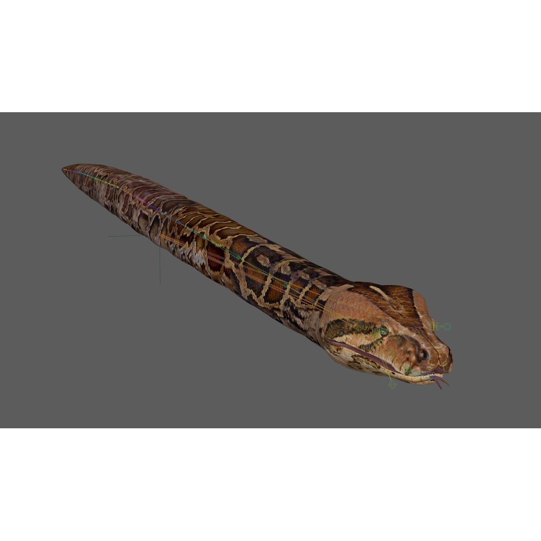 Burmese Python 3D Model – Rigged PBR Asset, Blender, FBX, OBJ - View 17