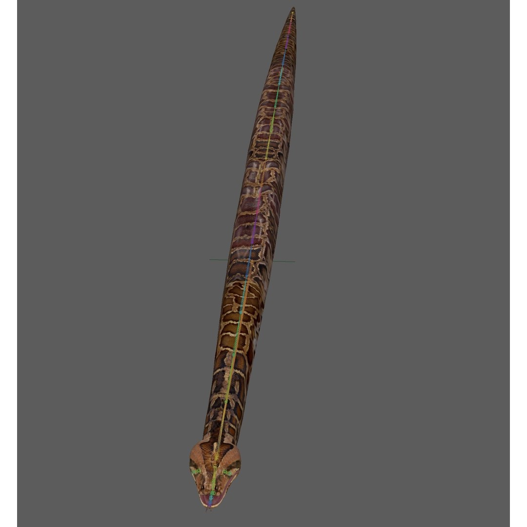 Burmese Python 3D Model – Rigged PBR Asset, Blender, FBX, OBJ - View 18