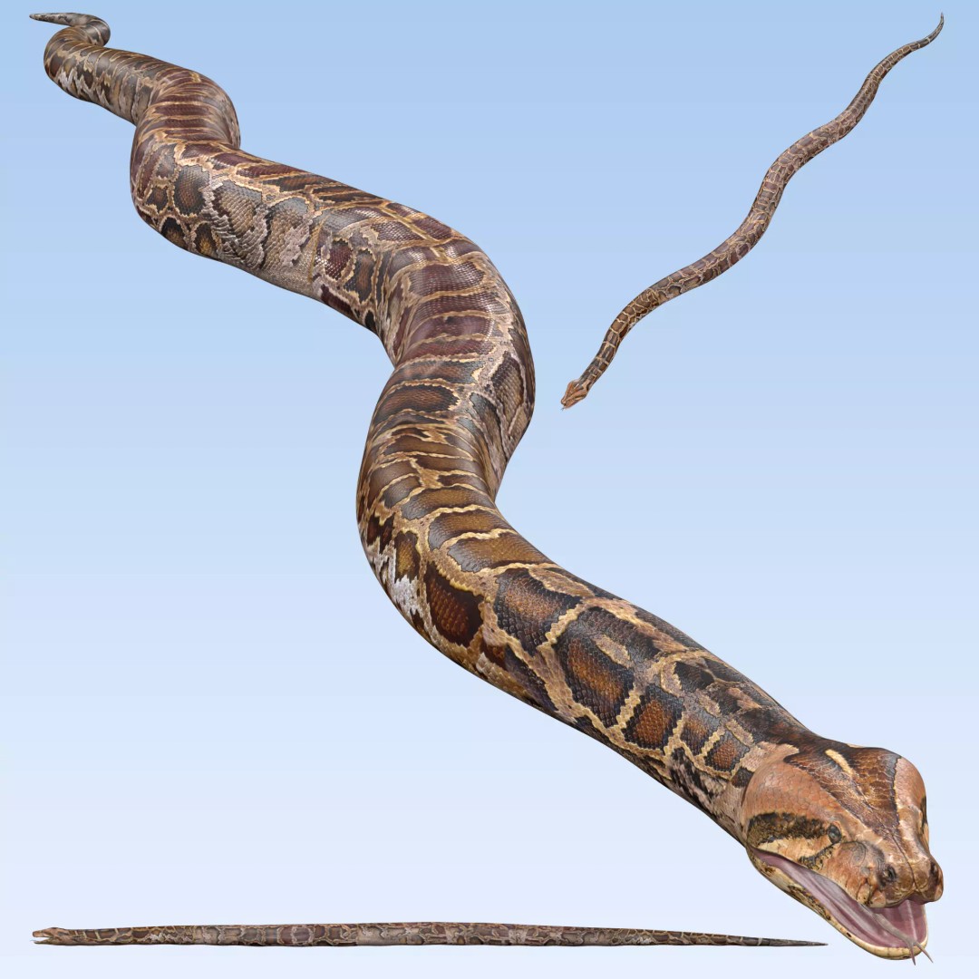 Burmese Python 3D Model – Rigged PBR Asset, Blender, FBX, OBJ - View 2