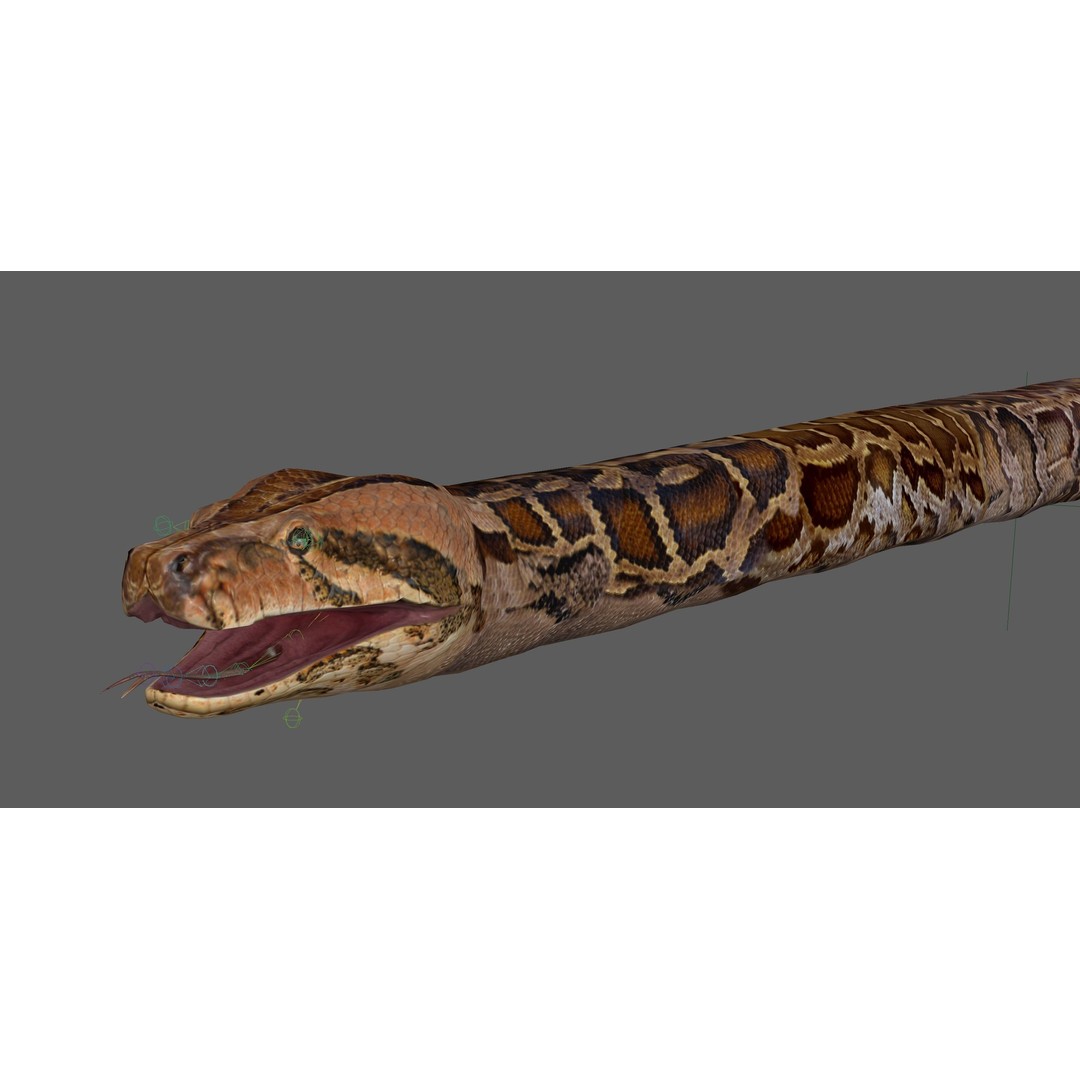 Burmese Python 3D Model – Rigged PBR Asset, Blender, FBX, OBJ - View 22