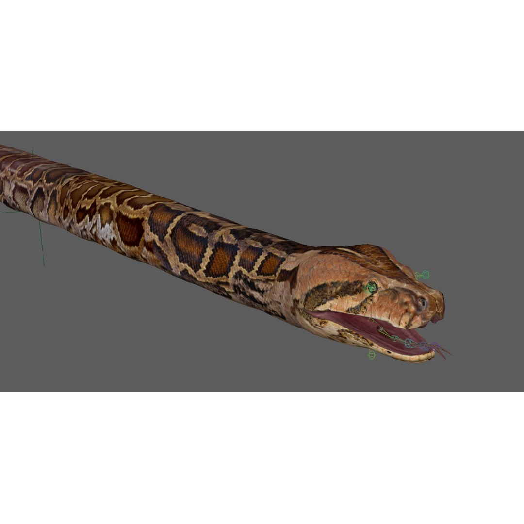 Burmese Python 3D Model – Rigged PBR Asset, Blender, FBX, OBJ - View 26
