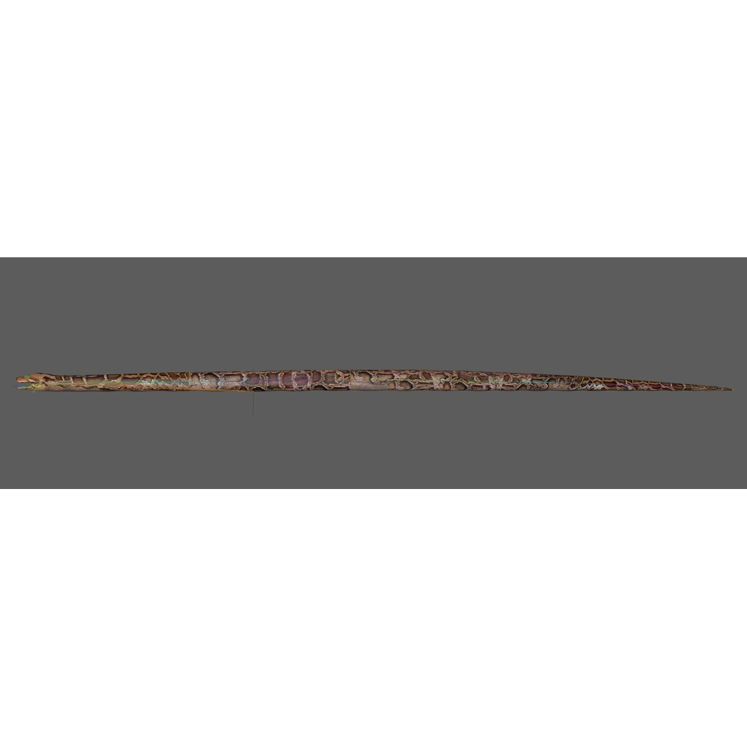Burmese Python 3D Model – Rigged PBR Asset, Blender, FBX, OBJ - View 27