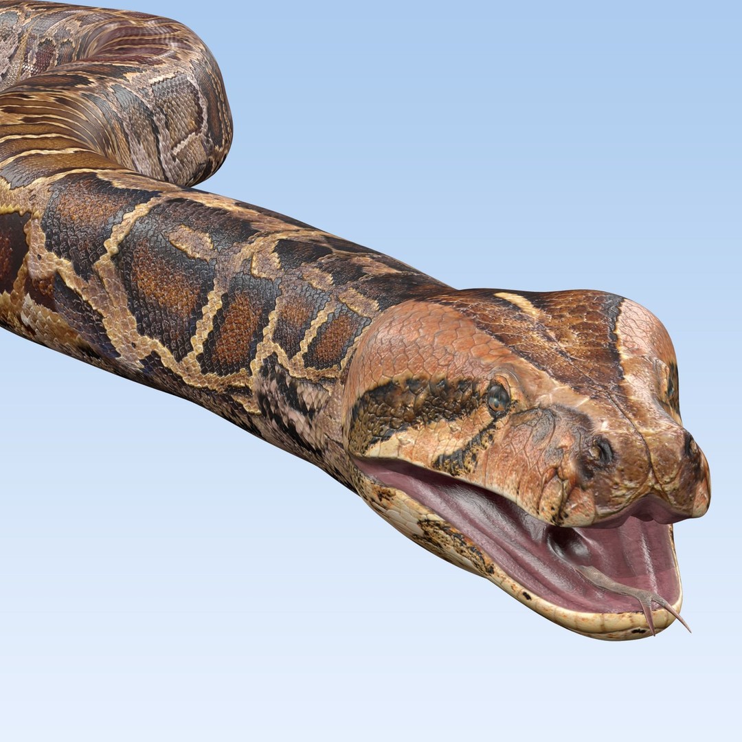 Burmese Python 3D Model – Rigged PBR Asset, Blender, FBX, OBJ - View 3