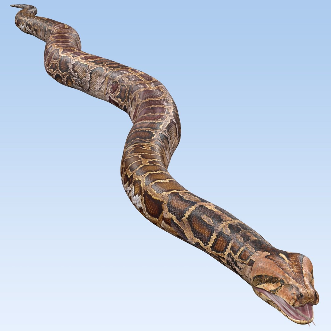 Burmese Python 3D Model – Rigged PBR Asset, Blender, FBX, OBJ - View 4